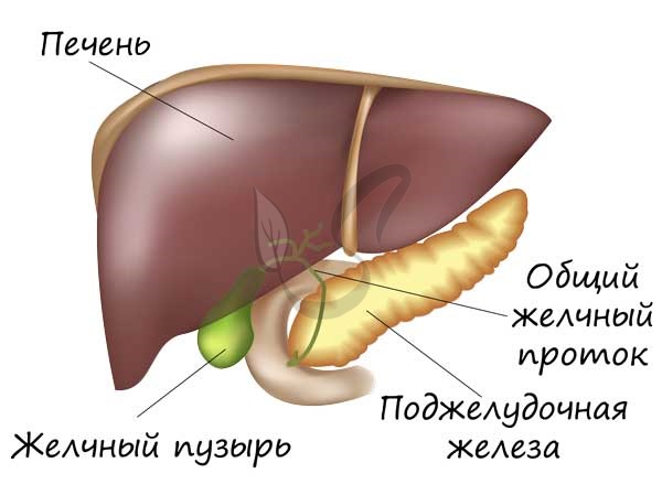 Где вырабатывается желчь
