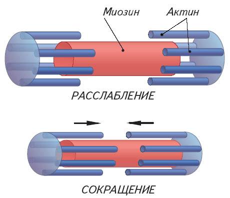 Инструкция по применению МЕТЕОСПАЗМИЛ METEOSPASMYL