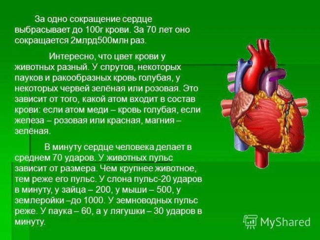Царства живой природы