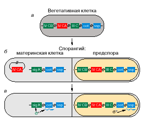 Экспрессия гена - википедия