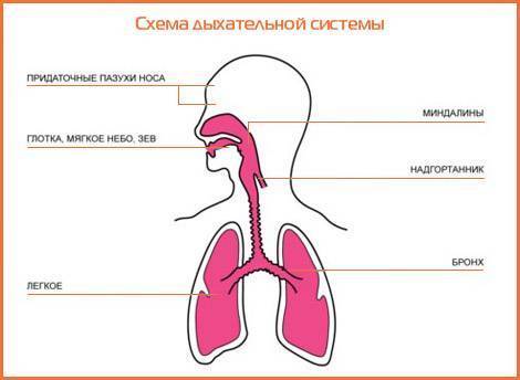 Клиническая картина ( признаки ) хобл.