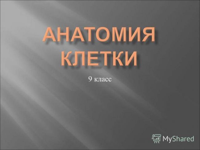 Царство бактерии (теория и практикум к экзамену по биологии)