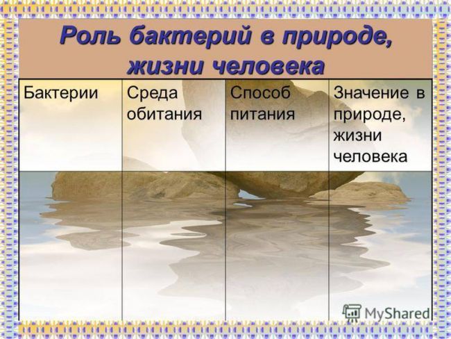 Роль бактерий в жизни человека и природе