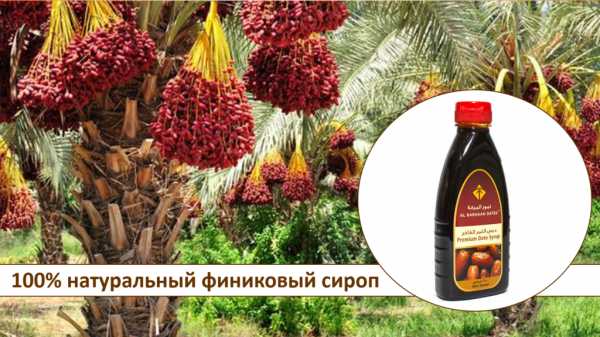 Польза финикового сиропа