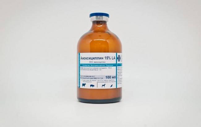 Амоксициллин для собак