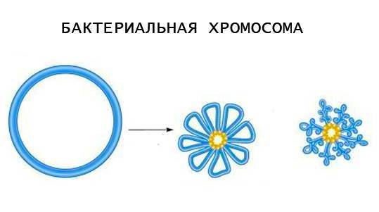 Экспрессия в клетках бактерий рекомбинантных днк