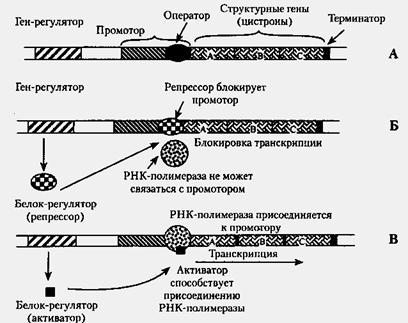 Экспрессия гена - википедия