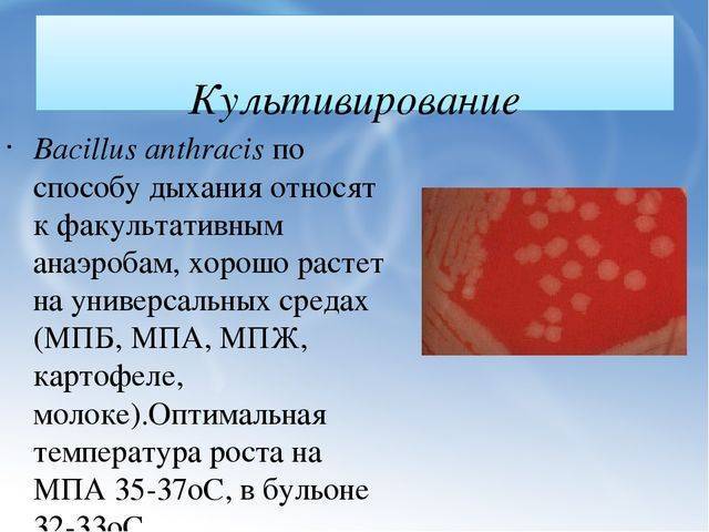 Описание возбудителя сибирской язвы: формы, тяжесть и опасность бактериальной инфекции