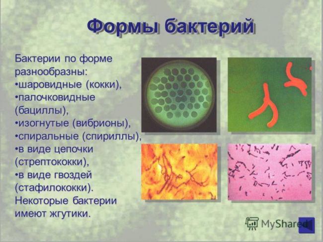 Проект по биологии на тему: «бактерии . разнообразие бактерий. место и значение бактерий на планете земля»