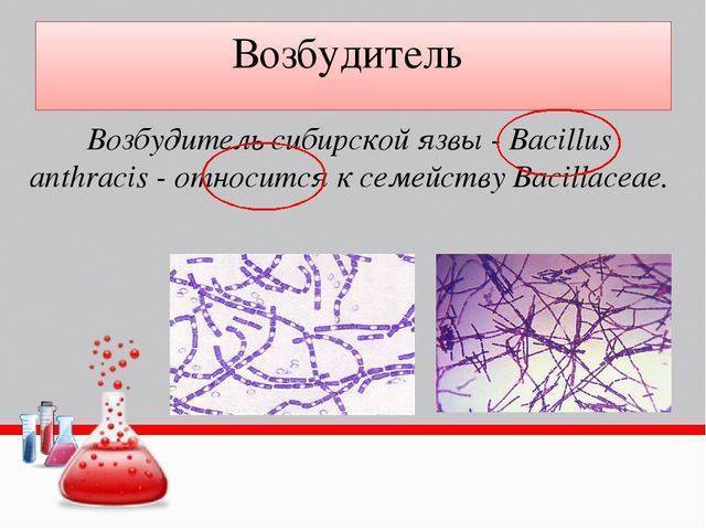 Сибирская язва (bacillus anthracis): характеристика возбудителя, заражение, симптоматика, диагностика, лечение