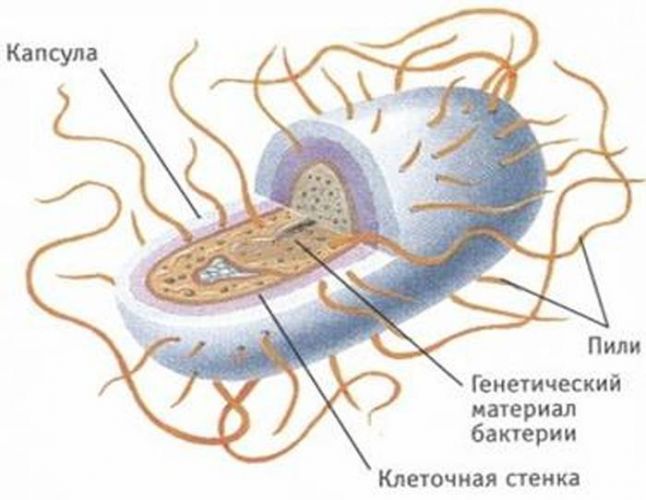 Как соотносится строение бактериальной клетки и ее функции