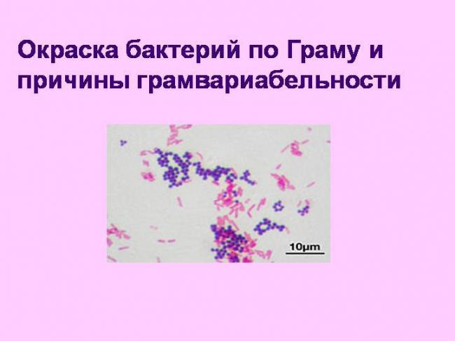 Функции бактерий с различных точек зрения