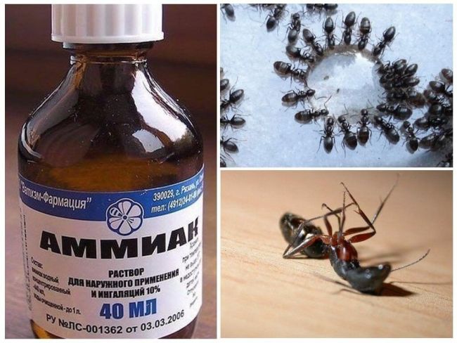 Можно ли применять нашатырь от похмелья?