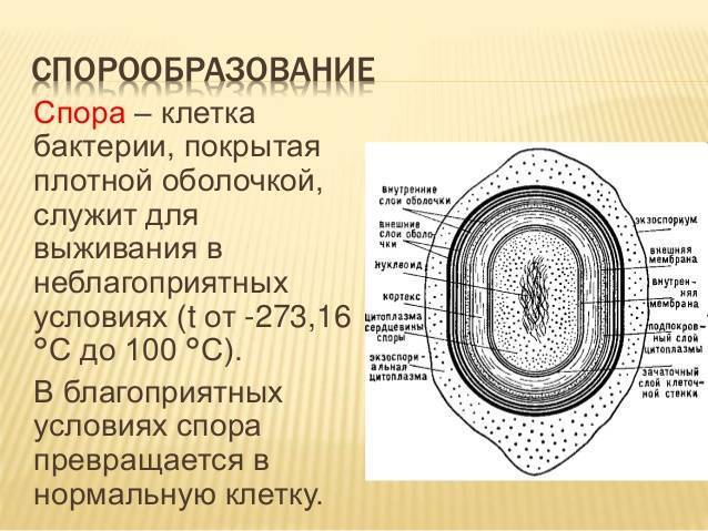 Бактерии — общая характеристика. классификация, строение, питание и роль бактерий в природе