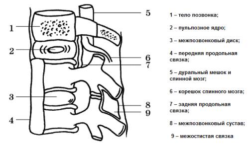 Деформация дурального мешка позвоночника что это такое и лечение