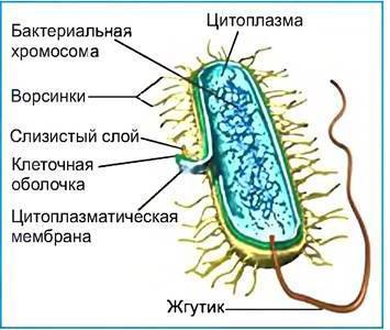 Бактерии и человек