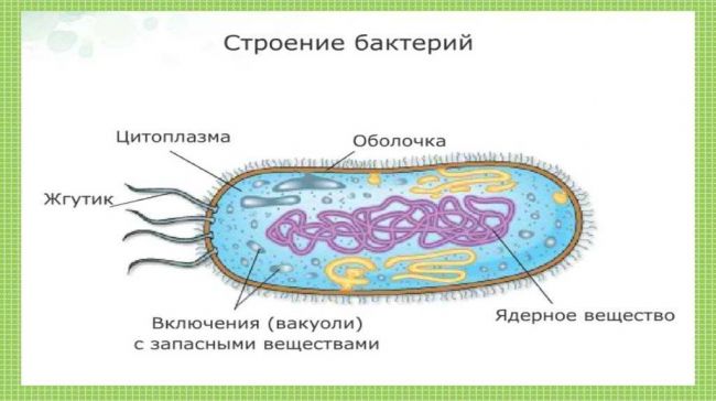 Как соотносится строение бактериальной клетки и ее функции