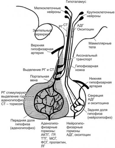 Функциональные особенности, нормы, причины и симптомы отклонений гормона актг