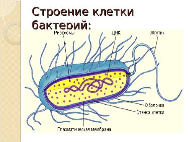 Бактерии