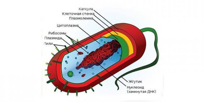 Палочка коха: сколько живет возбудитель туберкулеза