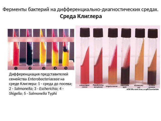 Методы культивирования анаэробов