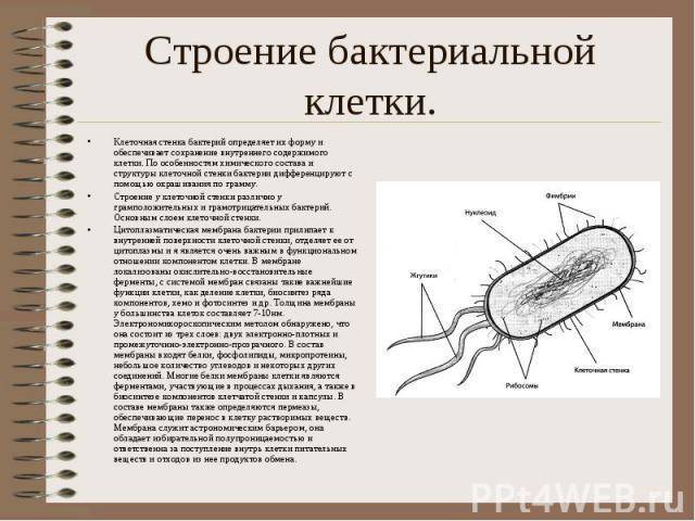 Строение бактериальной клетки