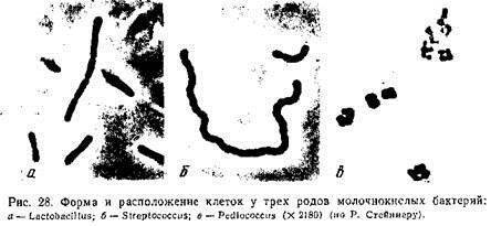 Гомо- или гетероферментативная характеристика — морфология, систематика, экология молочнокислых бактерий вина