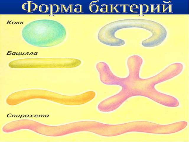 Неклеточные формы жизни. вирусы и бактериофаги
