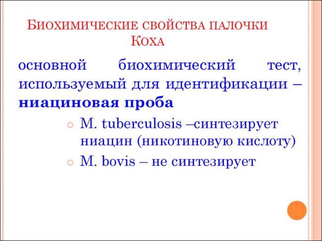 Что такое спирохеты и какой вред они могут причинить человеку