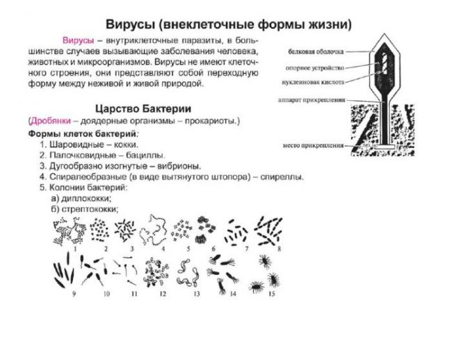 Строение бактерий