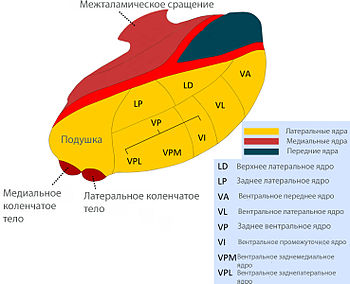 Medweb - паркинсонизм: другие расстройства, которые напоминают болезнь паркинсона