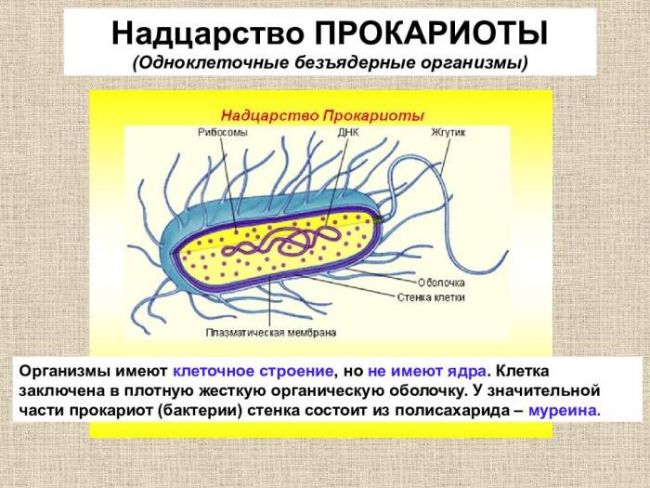 Роль в биосфере живых организмов царства бактерий