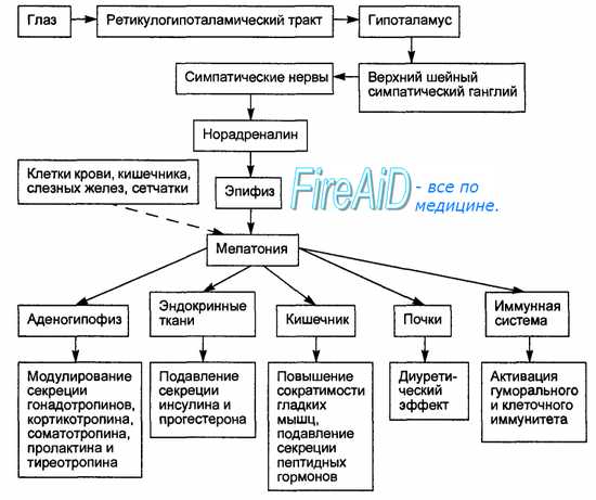 Мелатонин и неврология