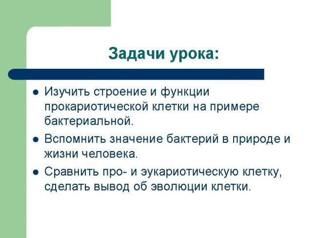 Бактерии
