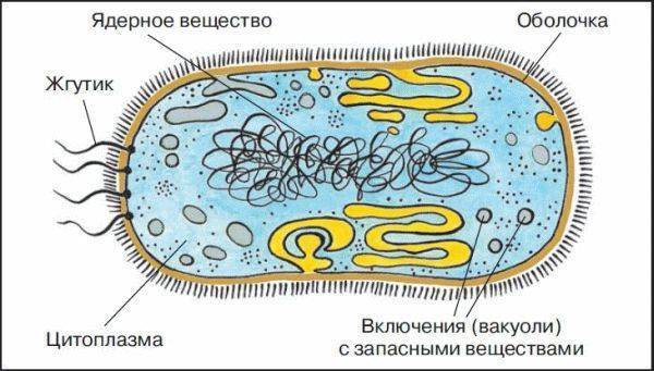 Значение бактерий-редуцентов в природе