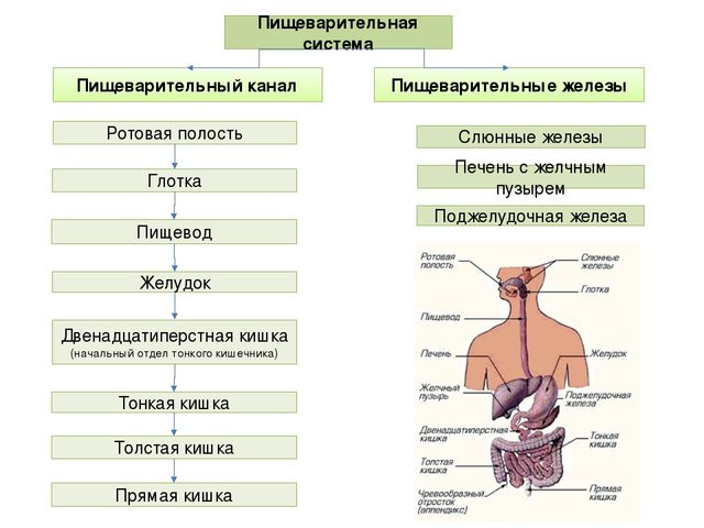Физиология секреции желчи. физиологическая анатомия секреции желчи