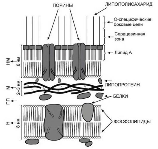 Функции, строение и особенности бактериальной оболочки