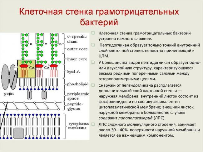 Грамотрицательные бактерии, их строение и заболевания