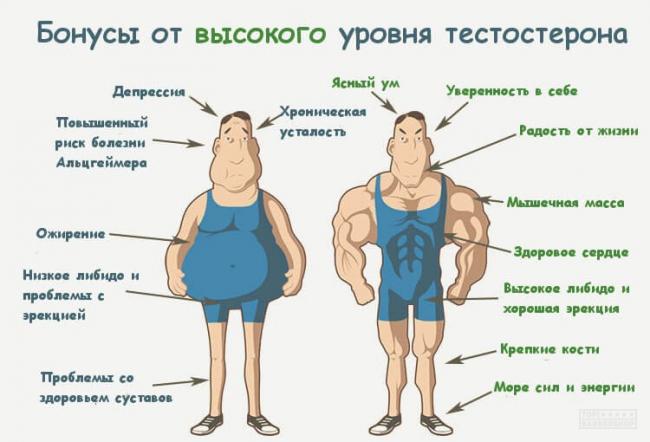 Тестостерон – что это такое, почему гормон так важен для мужчин