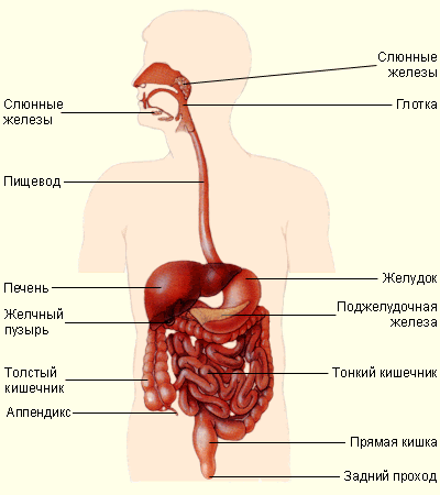 Состав и функции желчи