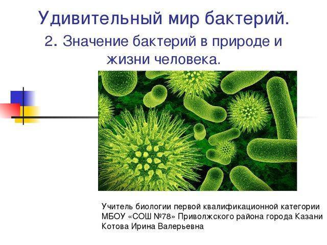 Особенности днк в клетках бактерий