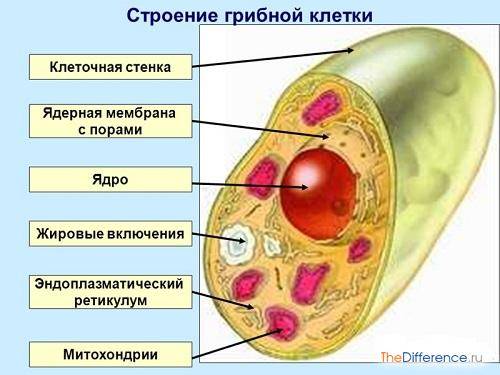 Какие особенности в строении клеток бактерий, животных и растений
