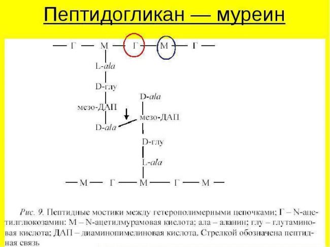 Размеры, форма, строение и подвижность бактериальной клетки