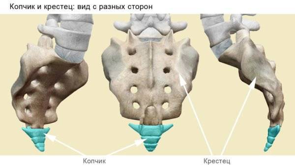 Сколько отделов в позвоночнике человека сколько костей