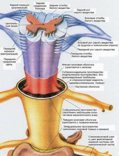 Деформация дурального мешка позвоночника что это такое и лечение