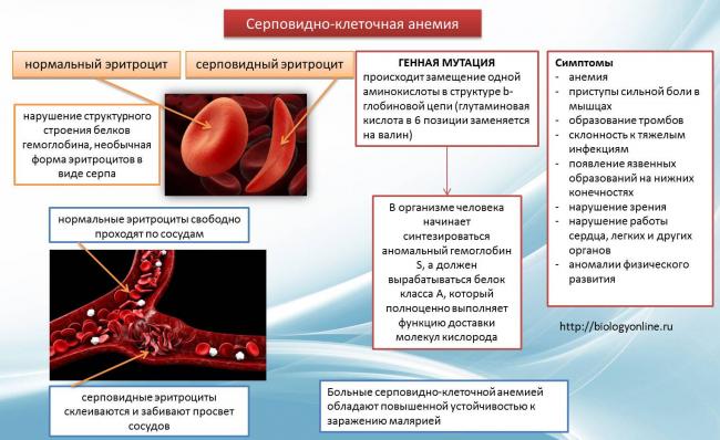 Кольцевая молекула днк