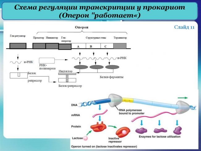 Экспрессия генов