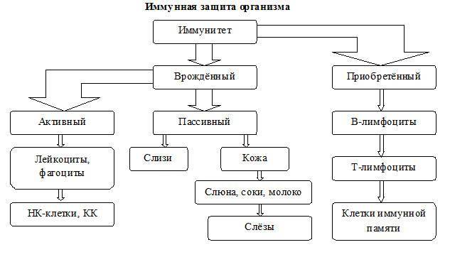 Что такое пассивный иммунитет и как формируется