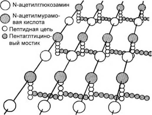 Размеры, форма, строение и подвижность бактериальной клетки — студопедия