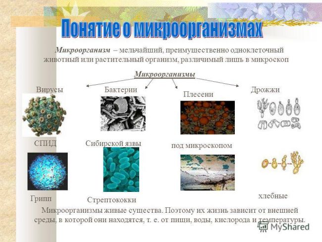 Какие полезные, а какие неполезные бактерии для человека